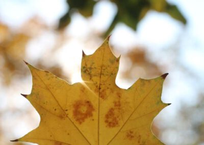 Herbstimpression mit einem Ahornblatt